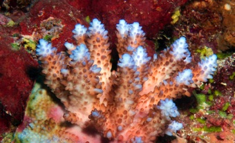 Coral
